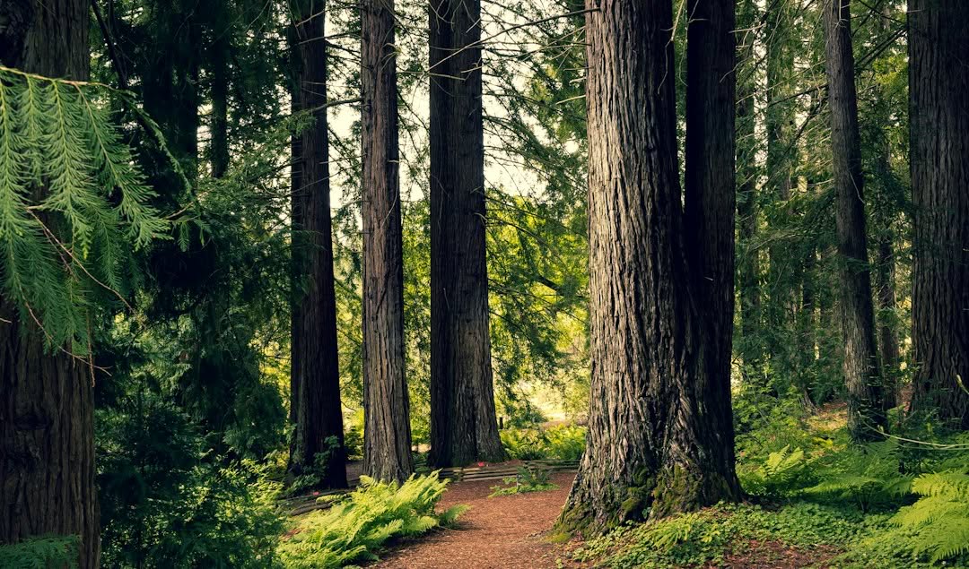 A dirt path winds through a grove of tall redwood trees surrounded by ferns.