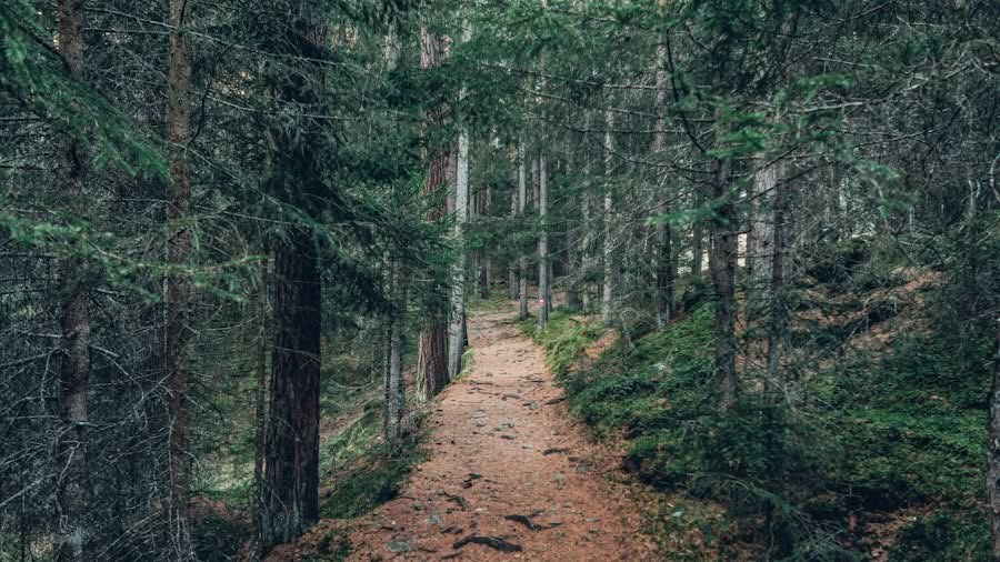 Photo Scenic forest trail

