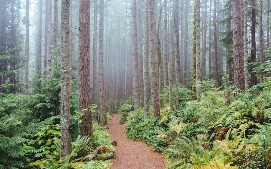 Scenic forest trail
